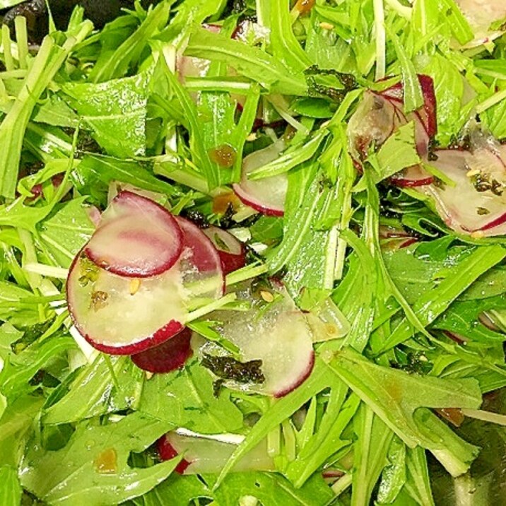 ラディッシュと水菜の海苔サラダ
